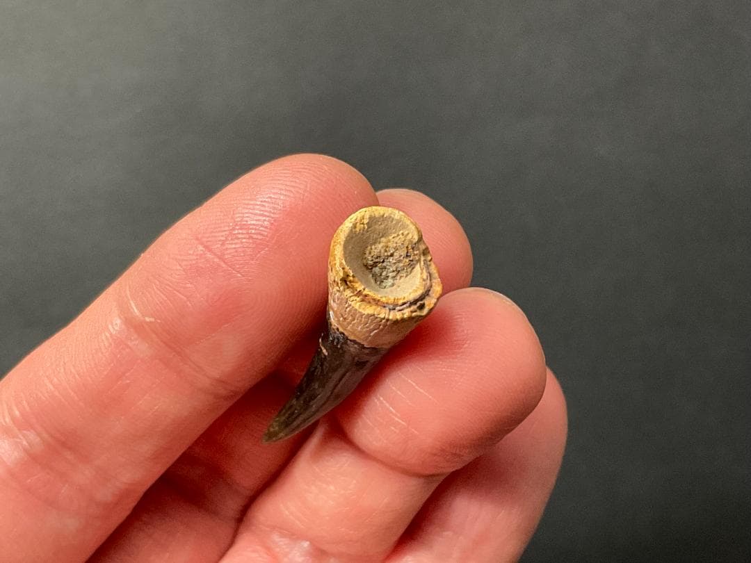 恐竜の歯 [DS361] エラスモサウルス 化石 希少 ベリーレア