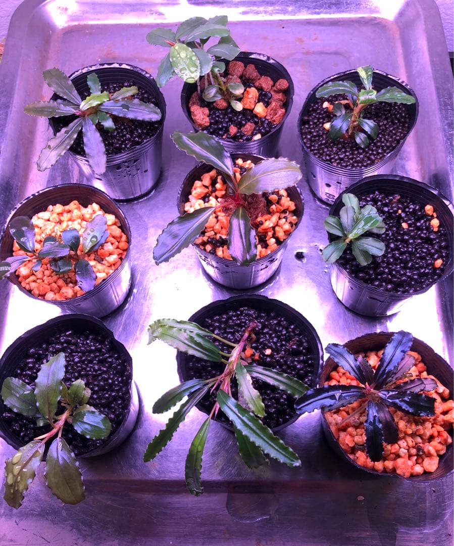 陰性水草の王様的存在【ブセファランドラ】新春SALE 1セット限定②