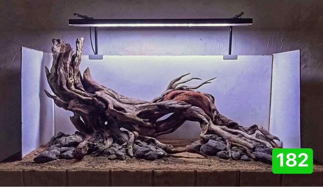 TTD 18260【⭐︎向日葵さま⭐︎】【美品・数量限定】