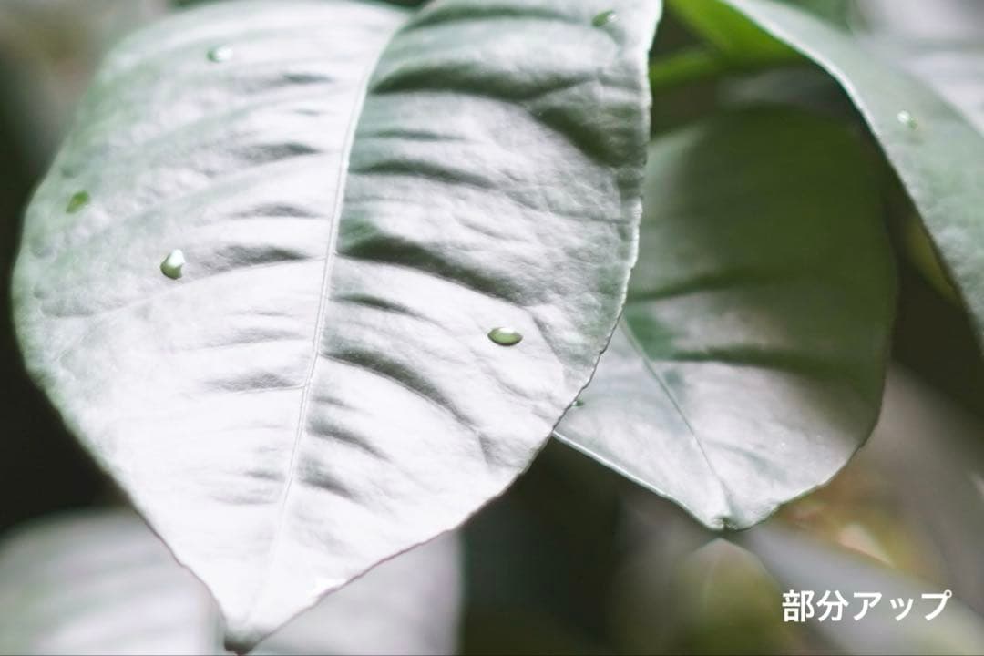 ライカ｜テレエルマリート M90mm F2.8（FAT）TELE-ELMARIT