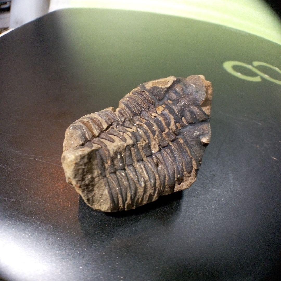 三葉虫　化石　fossil　ボリビア産　トライロバイト　Fossil番号⑤