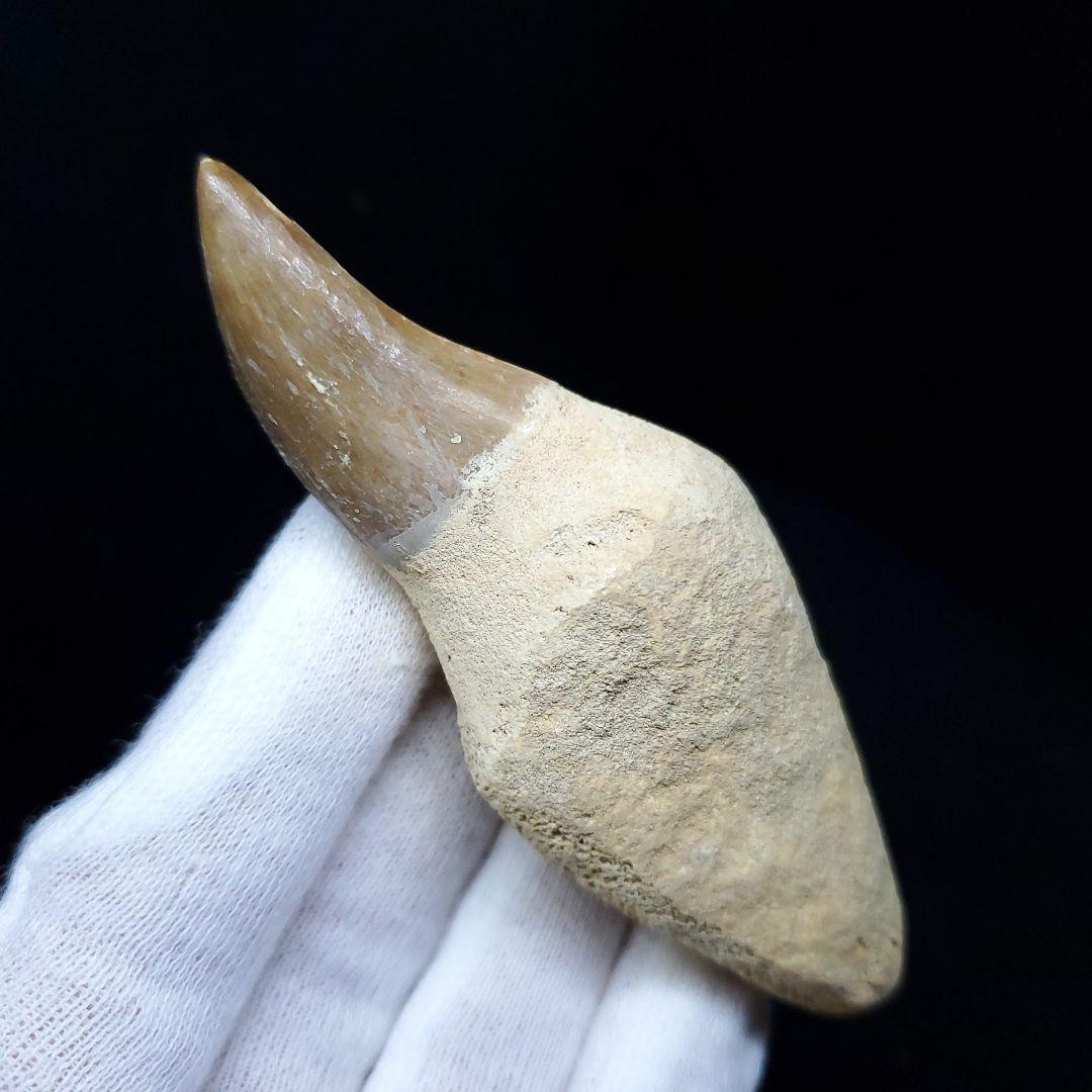 美品 歯根付き モササウルス 化石 歯 本物 85.97mm mos49