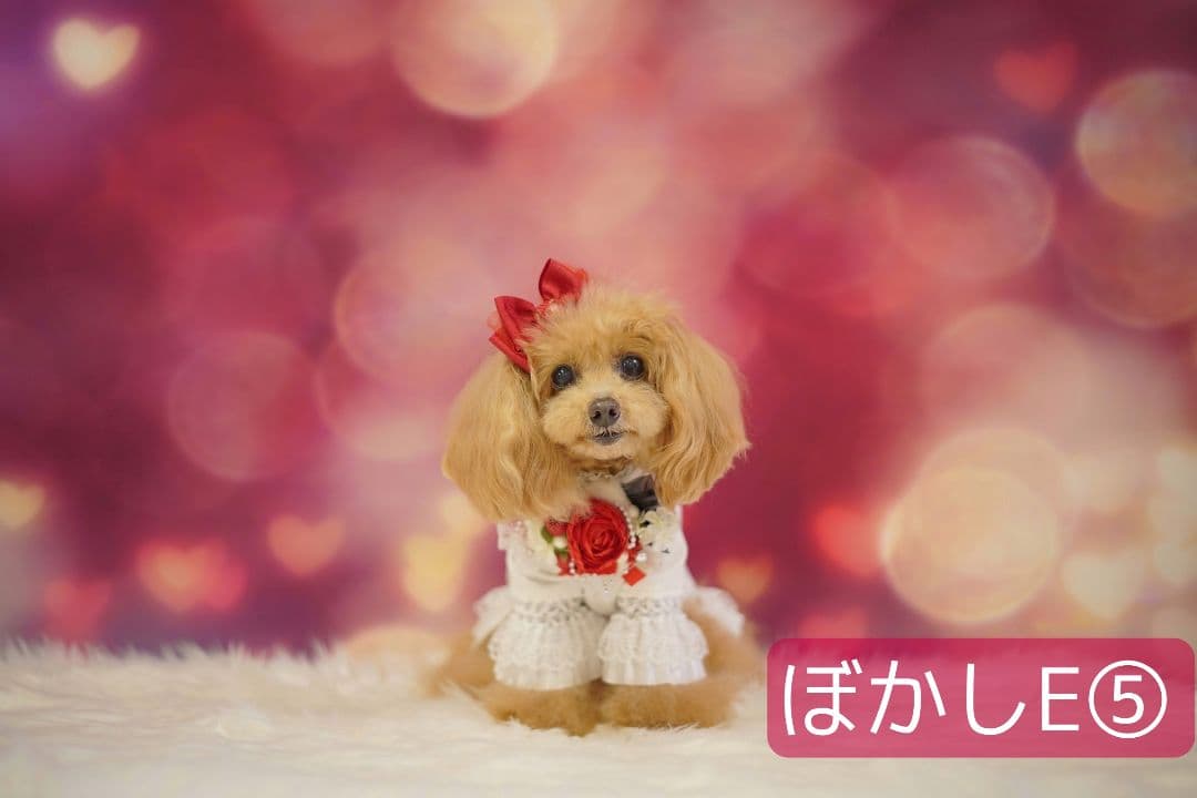 背景布×10枚+2　ペット撮影用ブース　トリミングチョーカー販売中　お正月、春