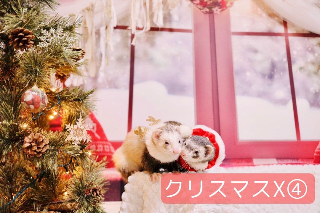 背景布×10枚+2　ペット撮影用ブース　トリミングチョーカー販売中　お正月、春