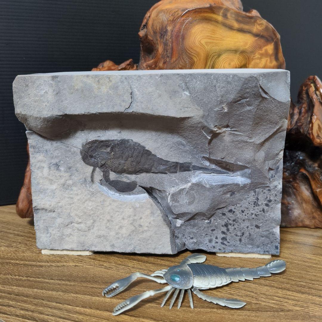 （希少）ウミサソリの化石 【2800ｇ】アメリカ・ニューヨーク州産