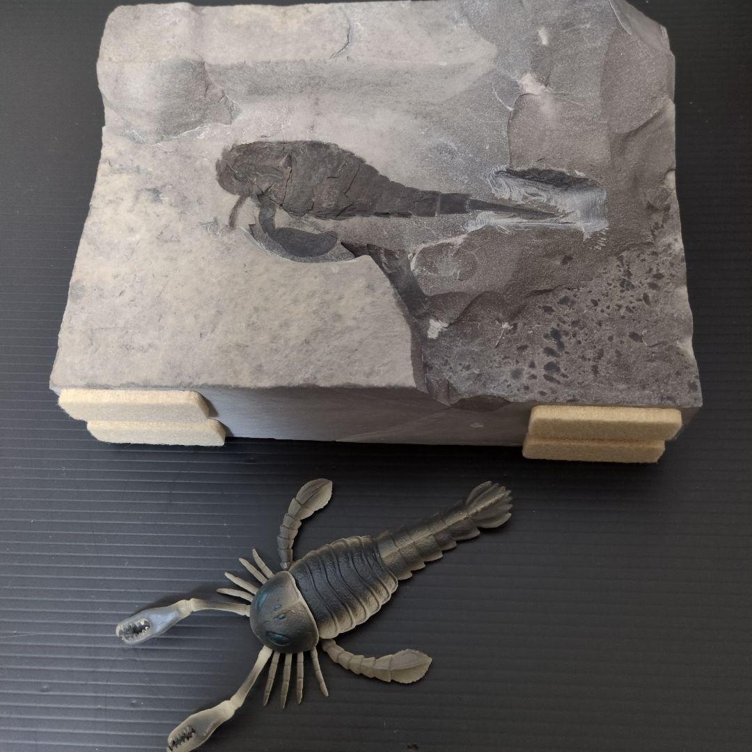 （希少）ウミサソリの化石 【2800ｇ】アメリカ・ニューヨーク州産
