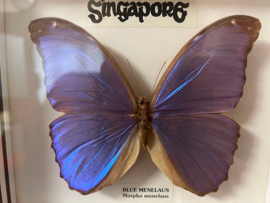 【O-982】蝶 標本 メネラウスモルフォ アオスジアゲハ リュウキュウムラサキ