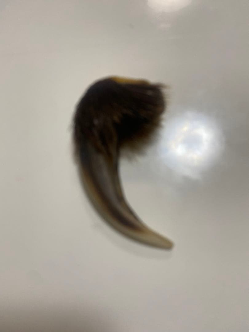 熊の爪　熊爪　巨大ヒグマ熊爪　送料無料