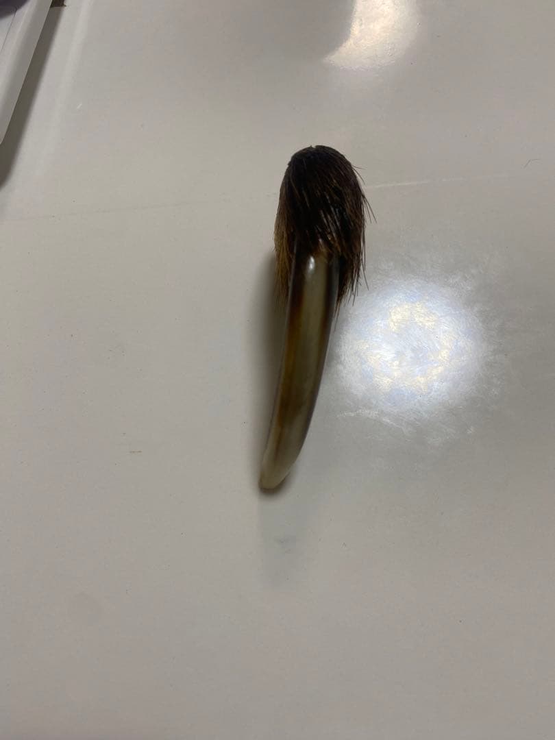 熊の爪　熊爪　巨大ヒグマ熊爪　送料無料