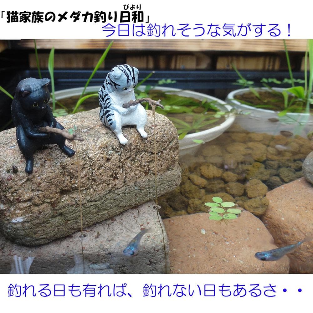 ビオトープ 25L トロ舟＆木枠セット（棚付き）メダカ・金魚飼育用