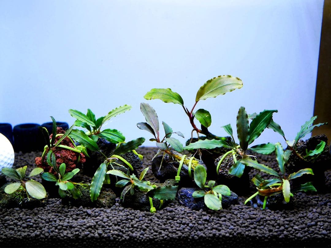 《激美》ブセファランドラ『不確定種１２株』【完全水中葉】溶岩石活着株