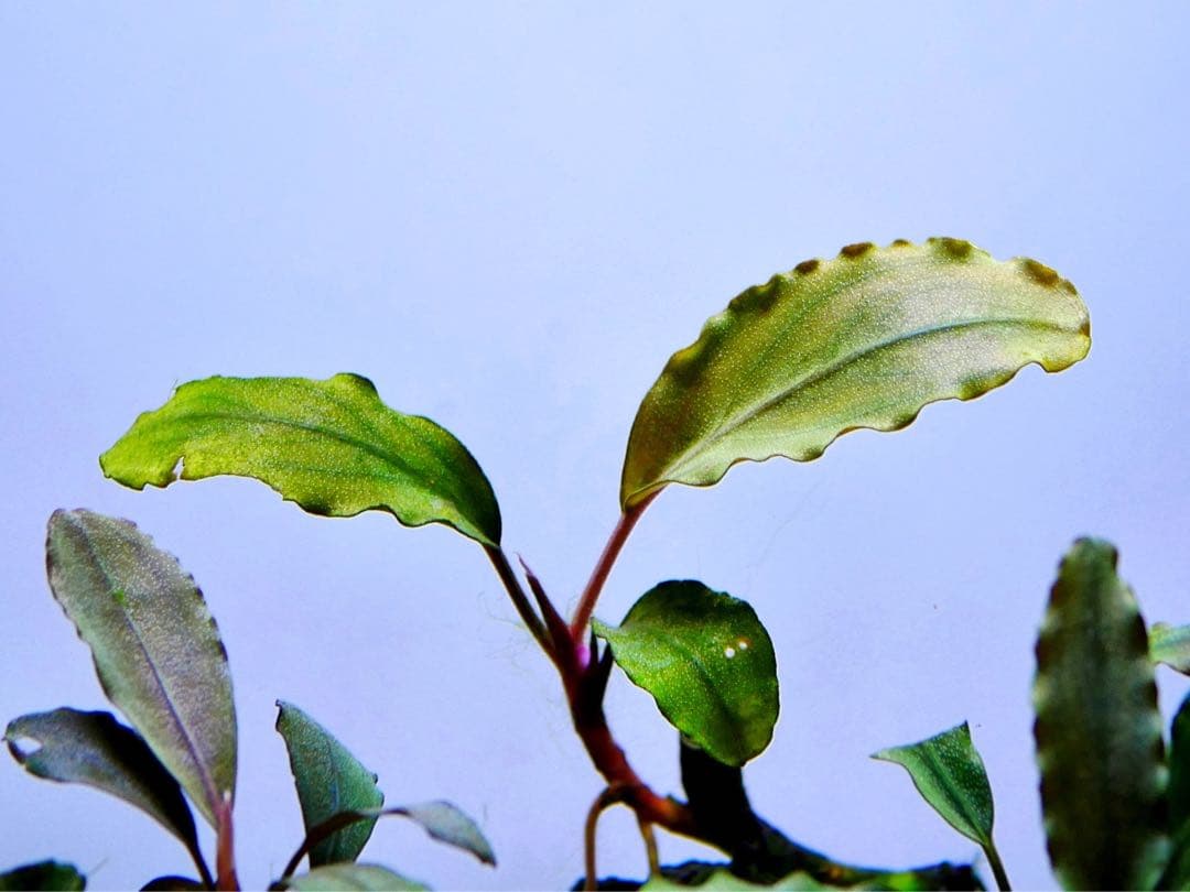 《激美》ブセファランドラ『不確定種１２株』【完全水中葉】溶岩石活着株