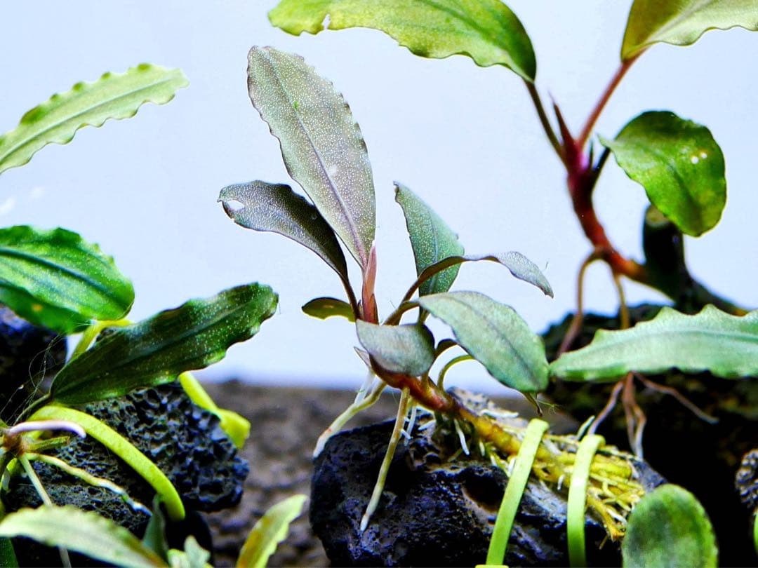 《激美》ブセファランドラ『不確定種１２株』【完全水中葉】溶岩石活着株