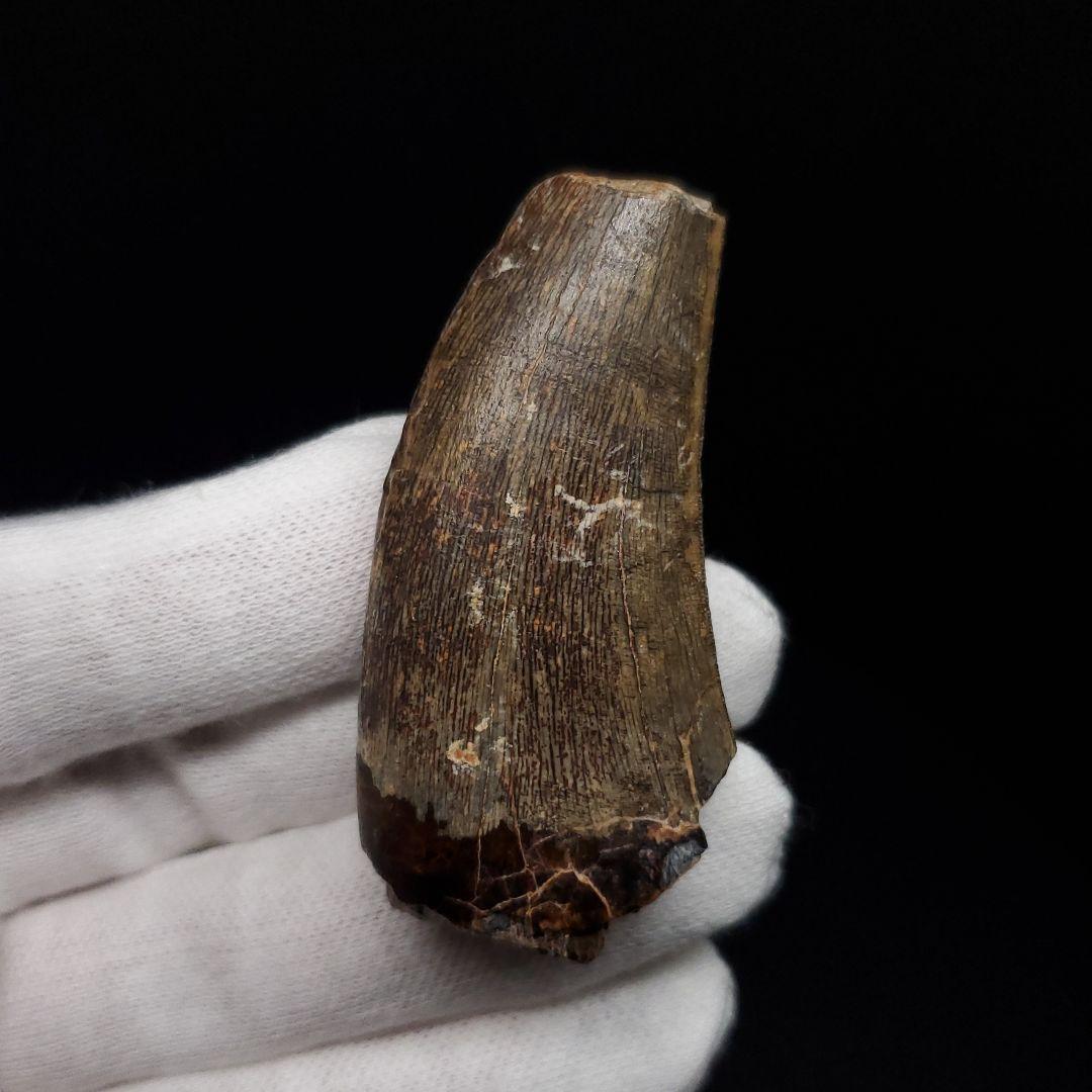 アフロベナトル 歯 化石 本物 二ジェール産 53.98mm fr142