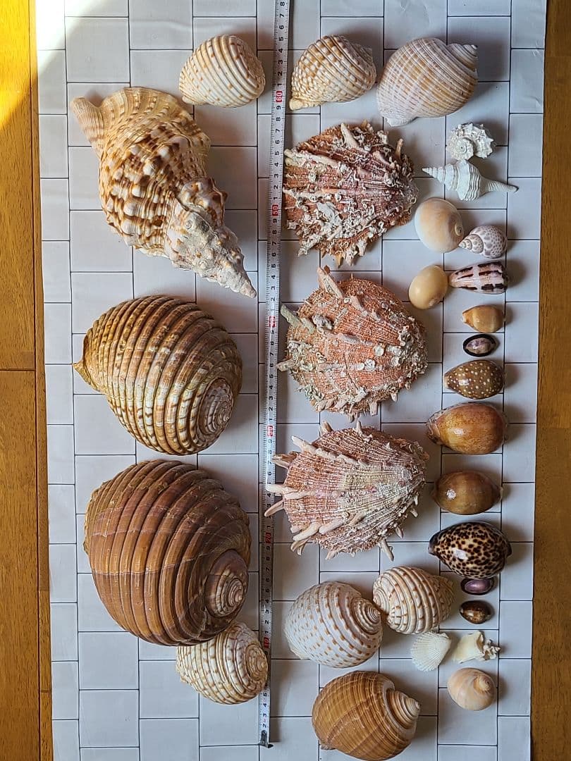 五島列島!特大! 貝殻　貝　標本　コレクション　タカラガイ　アンティーク　化石