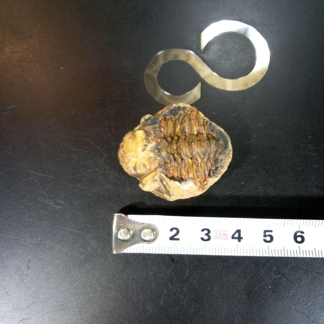 三葉虫　化石　fossil　ボリビア産　trilobite　海生動物識別③