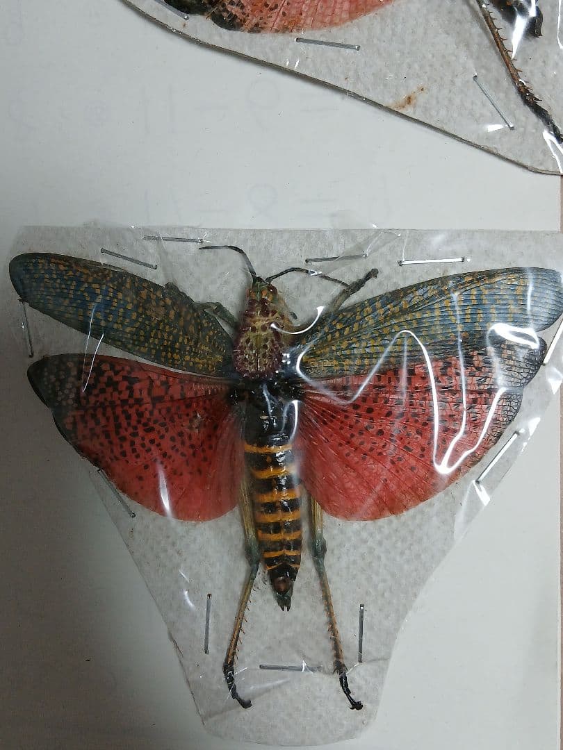 海外標本｜甲虫標本・バッタ標本（昆虫標本）