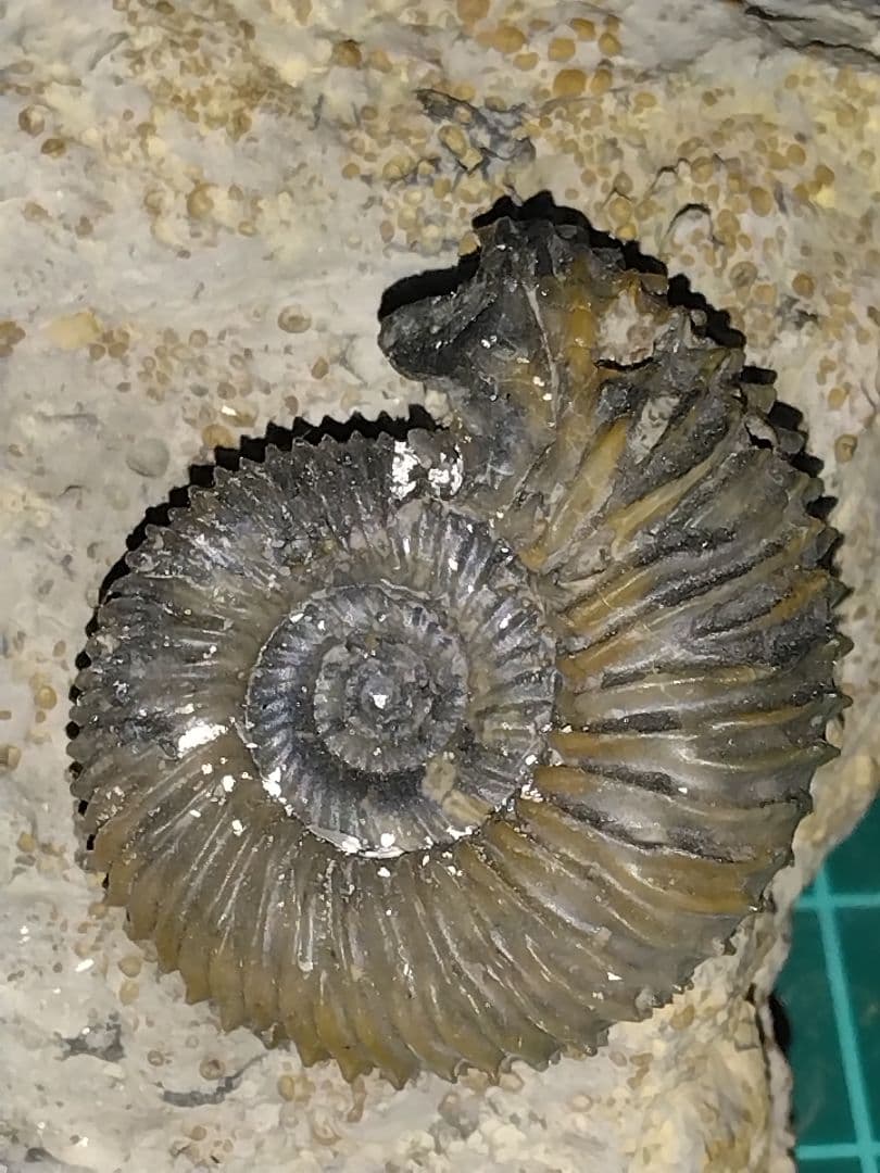 ドイツ産　アンモナイト　ガランティアナ　ジュラ紀　化石