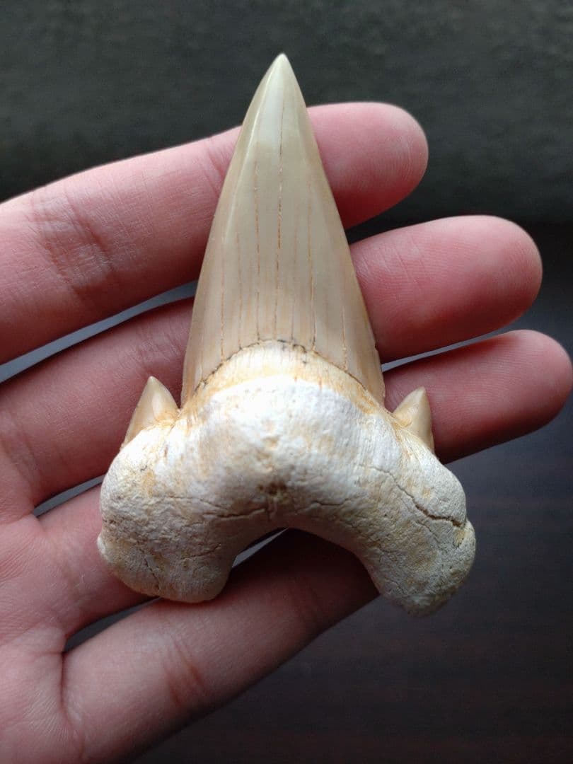 最終値下げ　サメの歯　化石標本