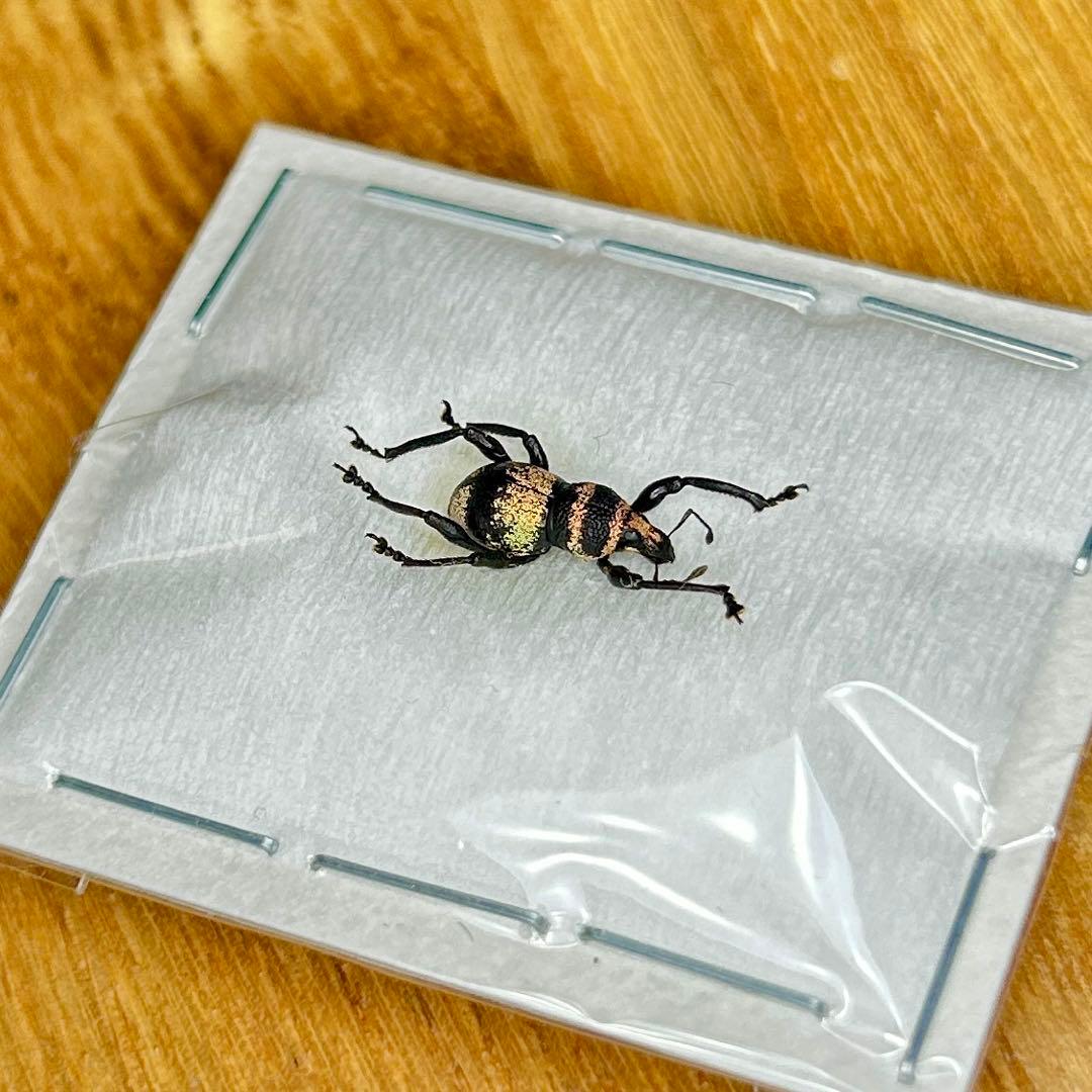 01112 カタゾウムシ　10種セットＢ