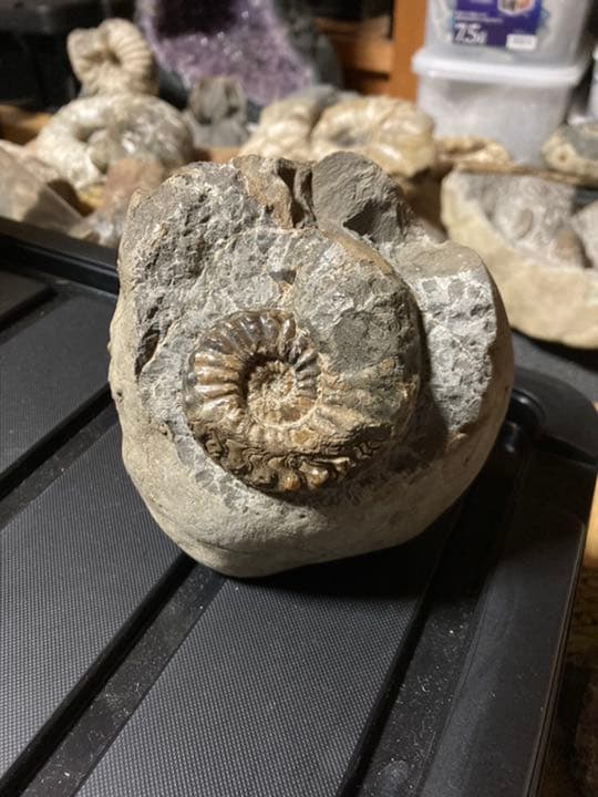 北海道　アンモナイト　テキサナイテス　化石　/ 恐竜　三葉虫　釣り　自由研究