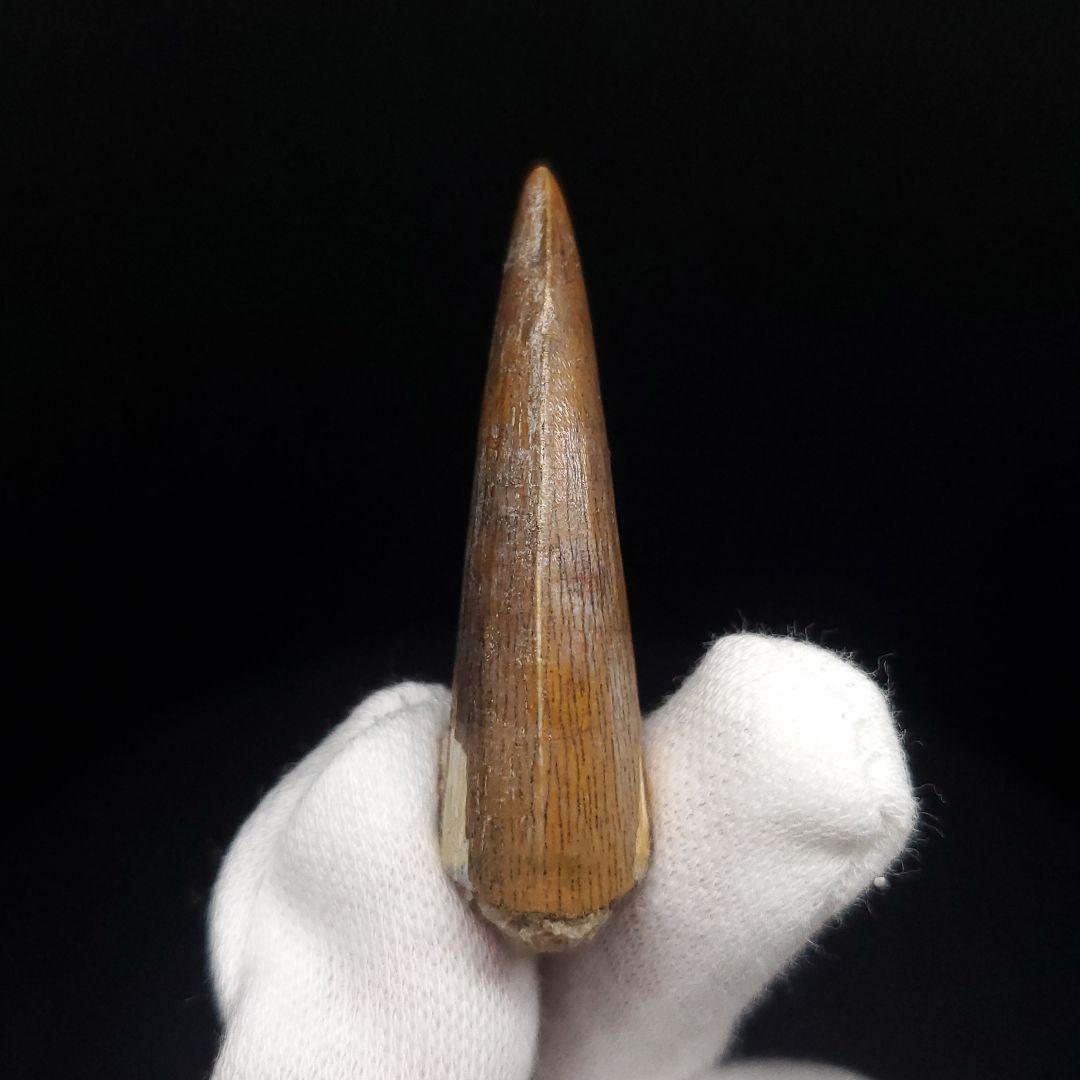 希少 スコミムス 化石 本物 二ジェール産 45.21mm fr145