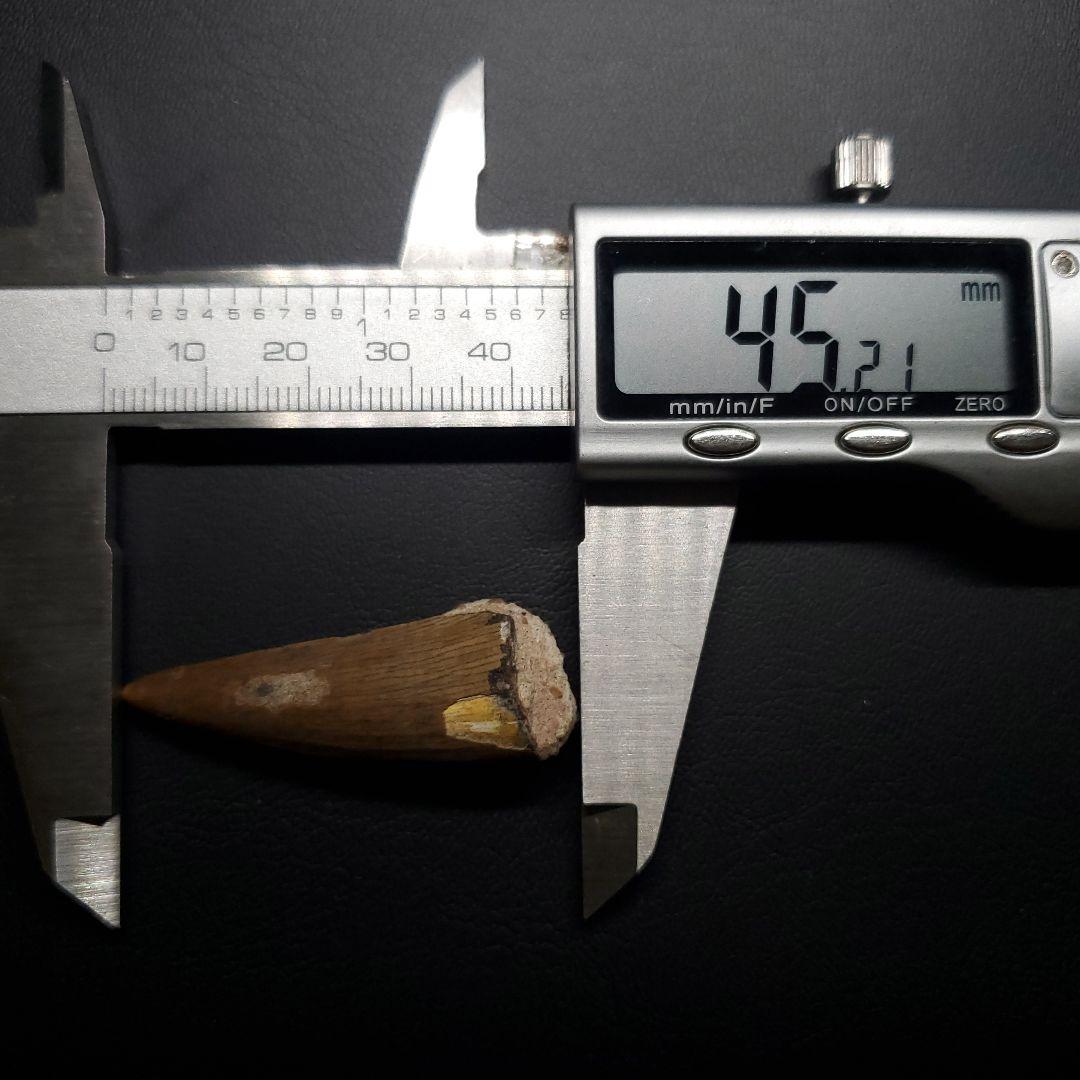 希少 スコミムス 化石 本物 二ジェール産 45.21mm fr145