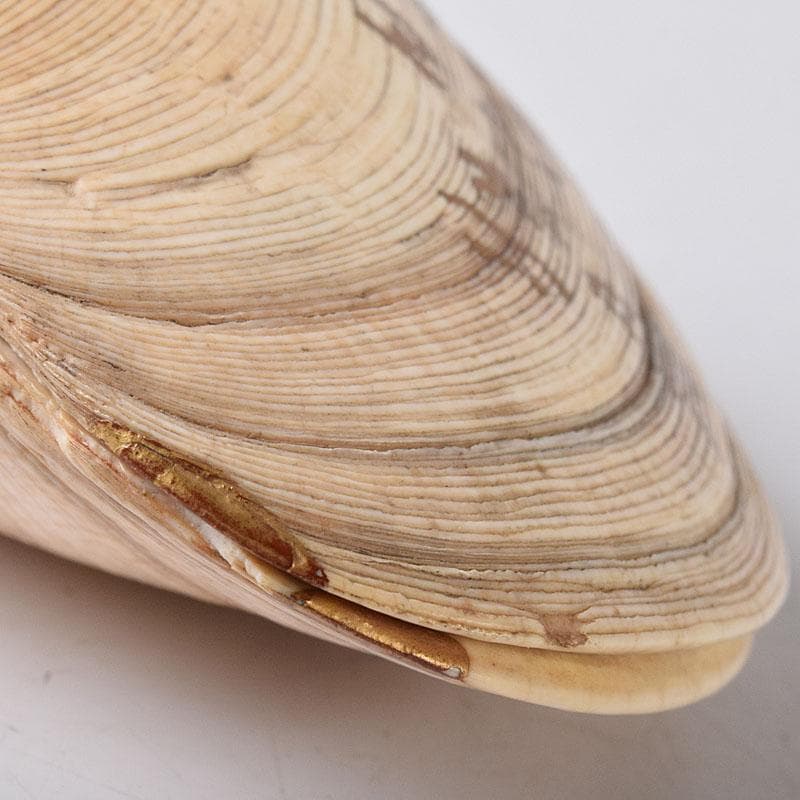 茶道具　金蒔絵　裏千家　十四代　淡々斎花押　あさり香合　時代箱　V　R8470