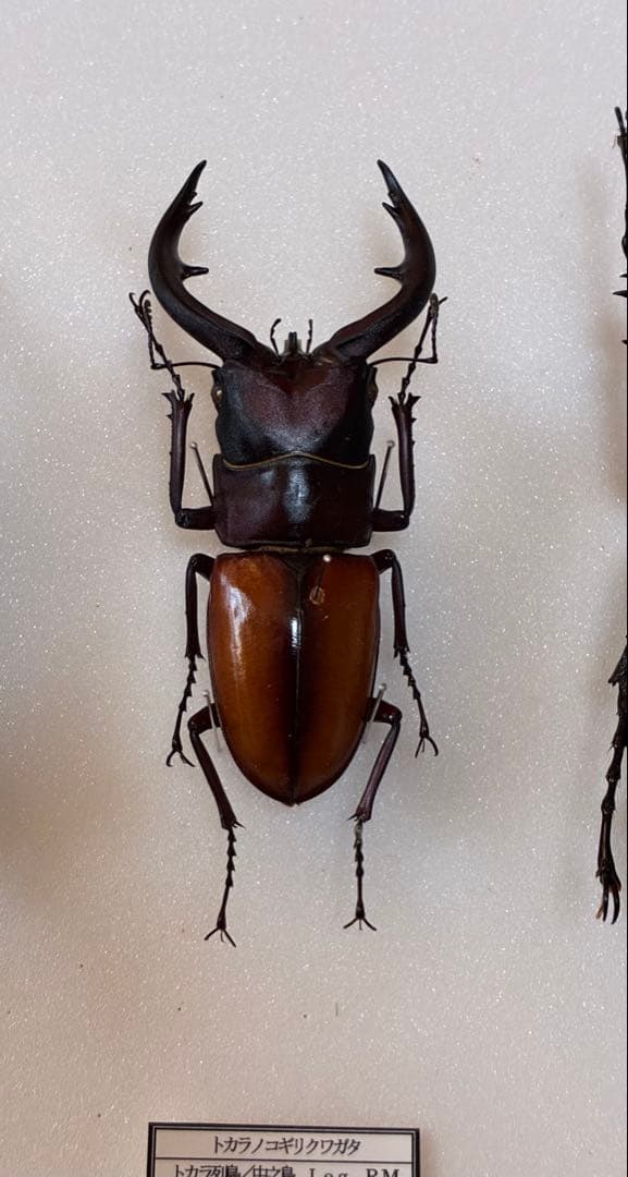 【期間限定出品】　超特大　野外採集品　トカラノコギリ 2002年　中之島産