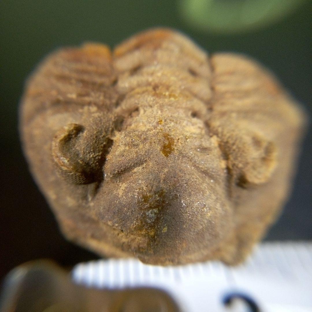 三葉虫　化石　fossil　ボリビア産　trilobite　Bolivia化石⑧