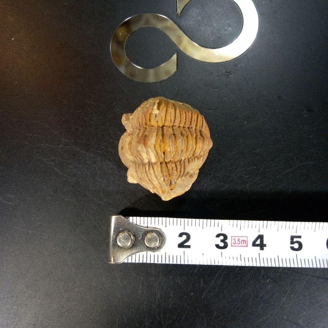 三葉虫　化石　fossil　ボリビア産　trilobite　Bolivia化石⑧