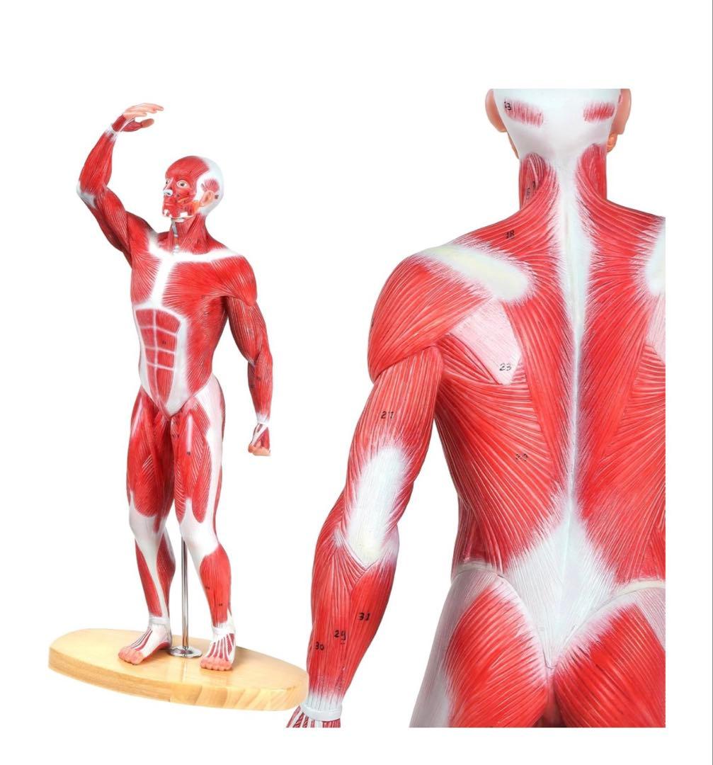 【限定価格】KIYOMARU 54cmのリアルな筋肉人体模型 約1/4サイズ