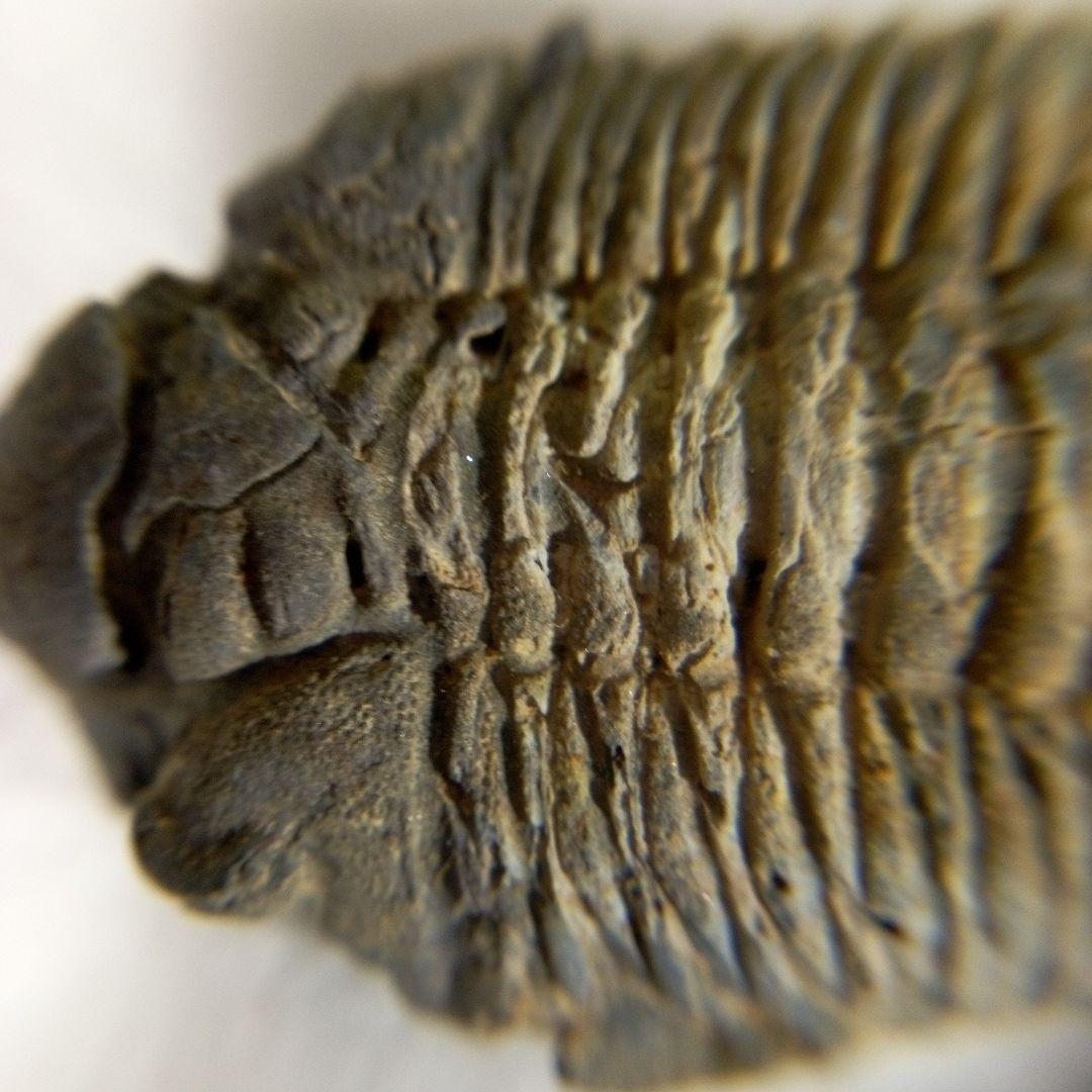 三葉虫　化石　三葉虫化石　究極のレトロ　fossil　ボリビア産　化石管理番号⑧