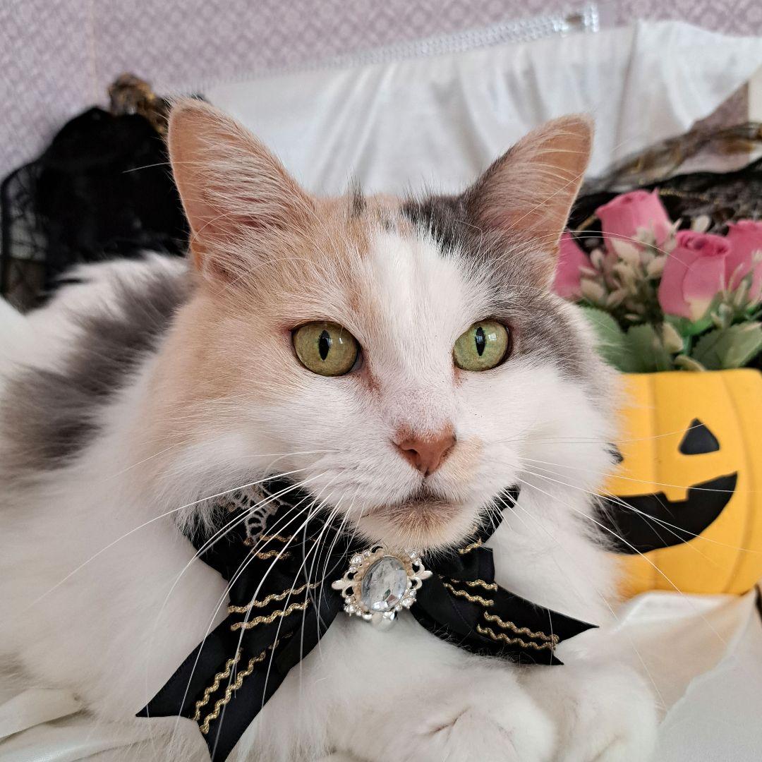 短毛ちゃんにも♥️中世ヨーロッパ風チョーカー(ホワイト⑤)わんちゃん猫ちゃん用