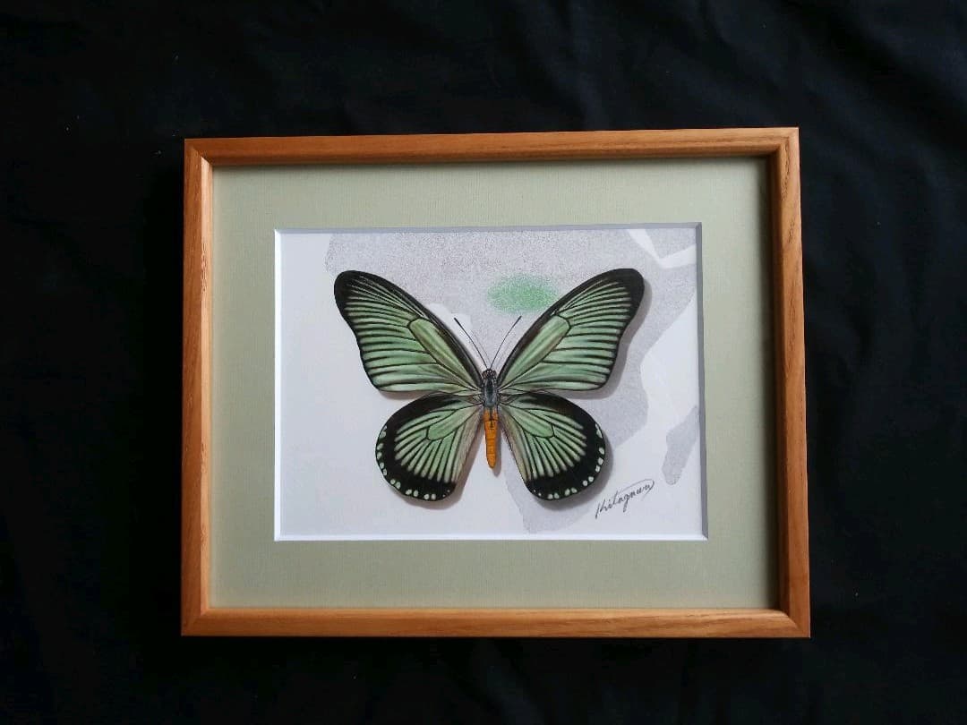 ザルモキスオオアゲハ