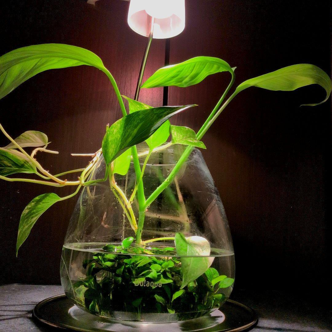 ＡＤＡ Do!aqua ブランチ