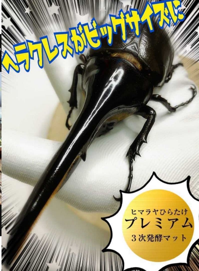ヘラクレスが大きくなります！プレミアム3次発酵マット【60L】180ミリ羽化実績