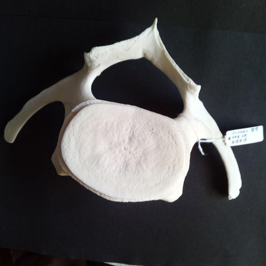 骨格標本　ヒゲクジラ　ミンククジラ　椎骨　特大