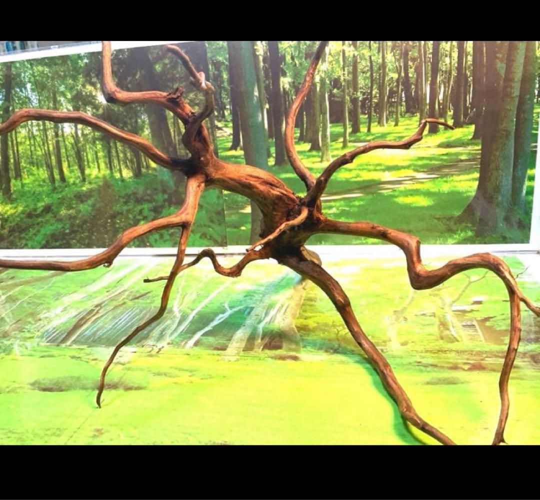 ぴー　3点おまとめ　天然水槽用流木　沈水確認済み