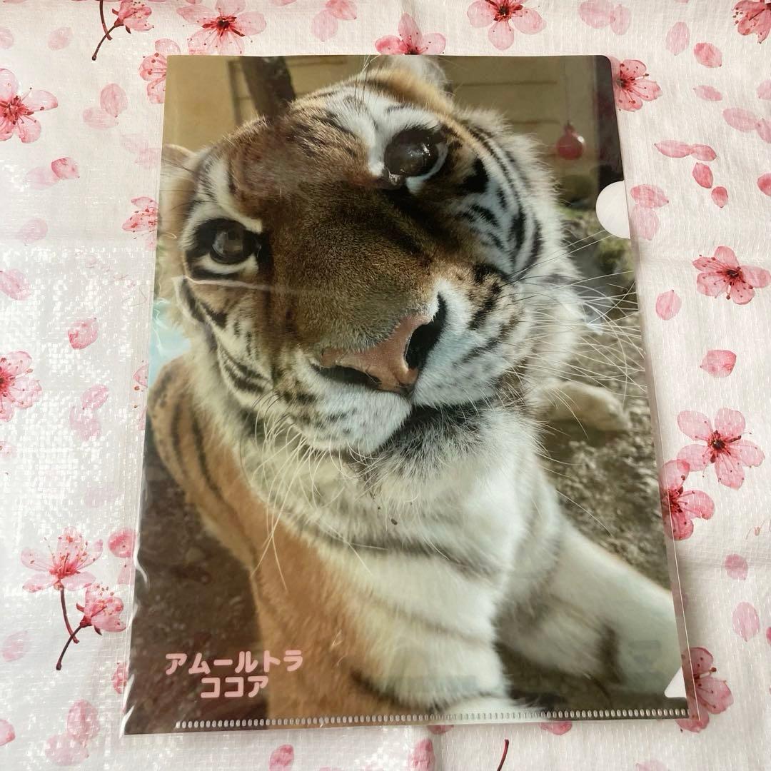 ★釧路市動物園　ココアちゃん