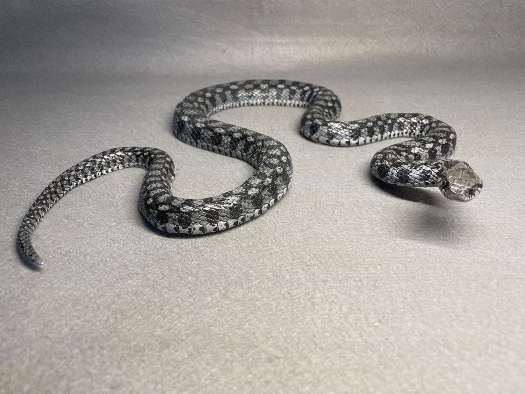 ヤマカガシ青色型(レプリカ)