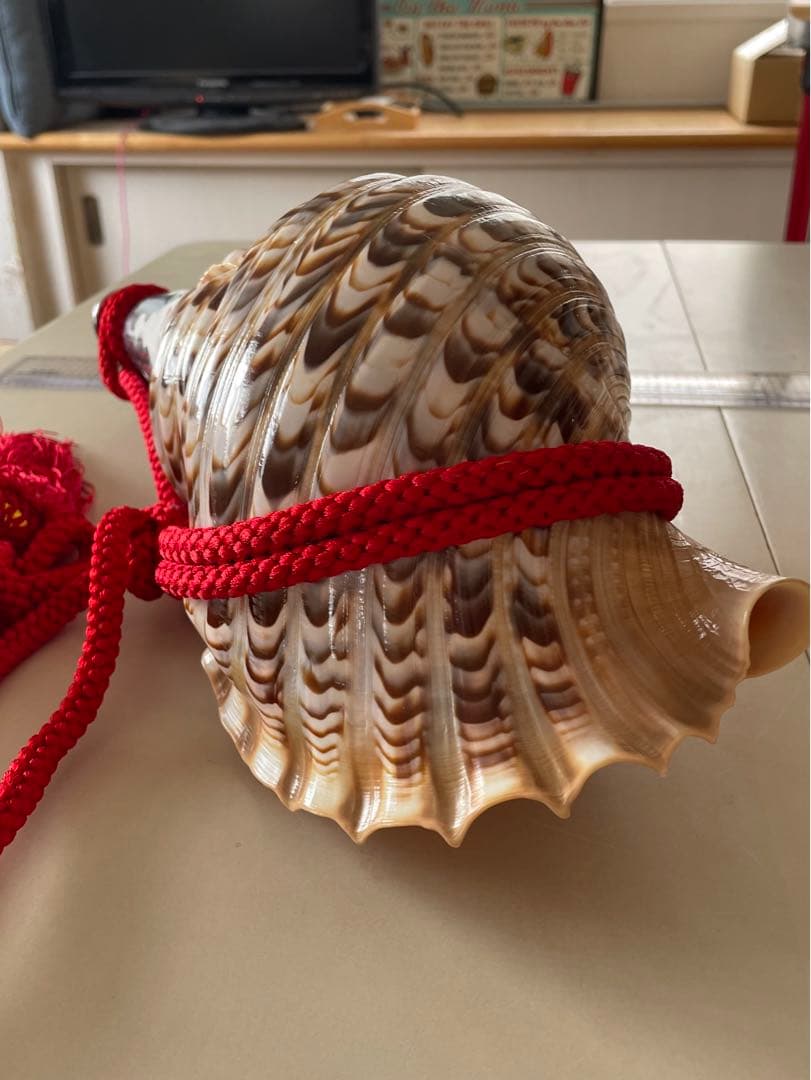 法螺貝　ホラガイ　赤紐