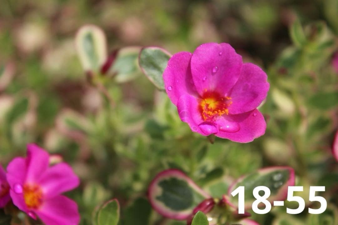 【入門機に人気】Canon EOS Kiss X7 ダブルレンズセット S数少