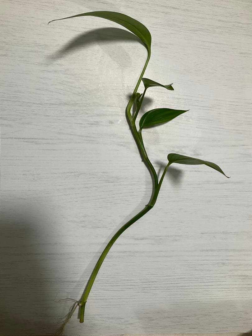 ヤマサキカズラ　発根済