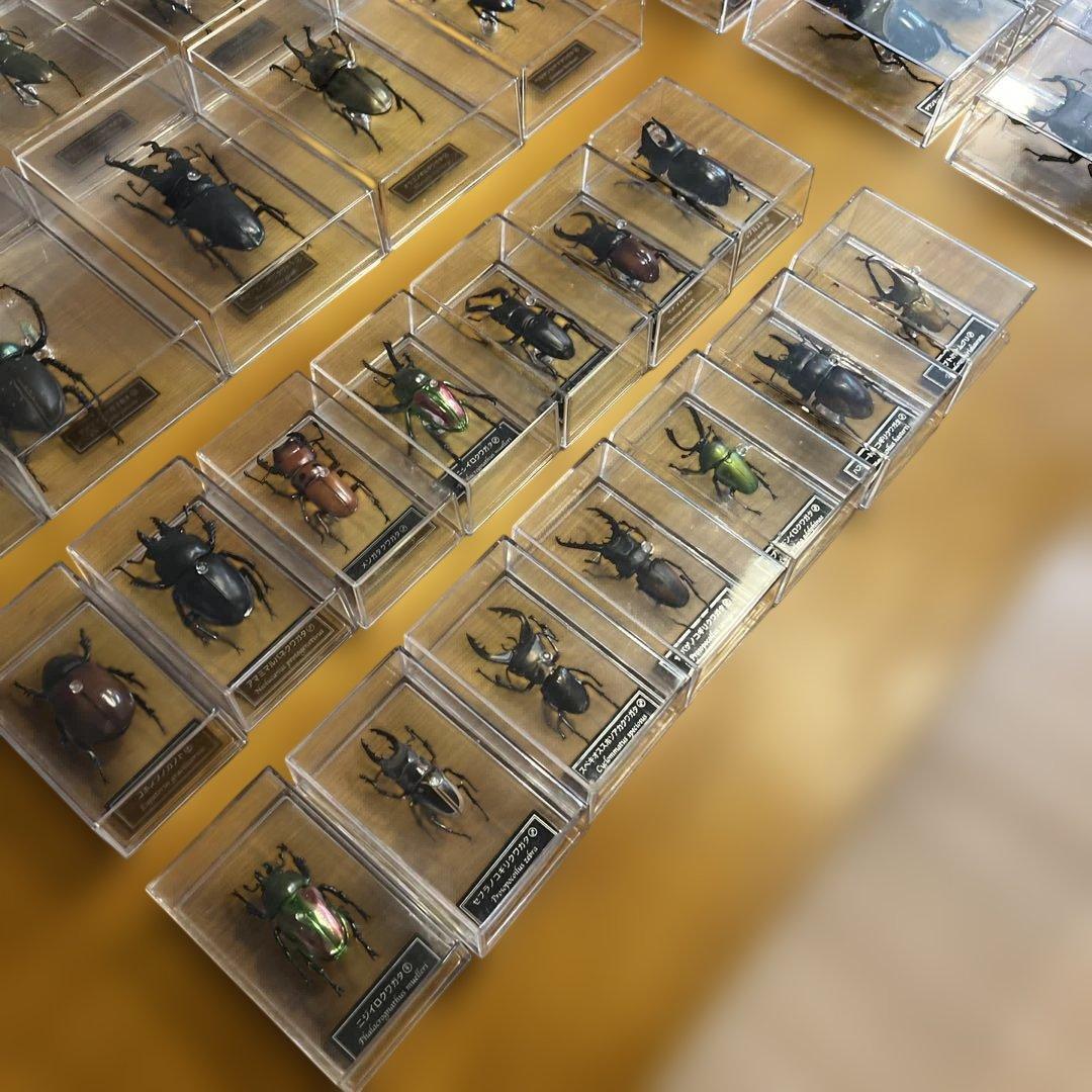 ディアゴスティーニ　世界の昆虫　全64種　コンプリート　クワガタ　カブトムシ