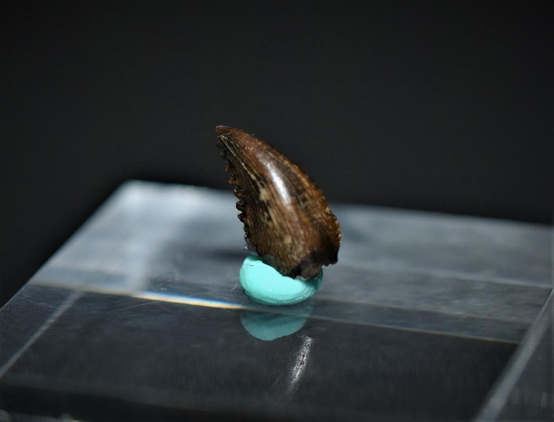 化石 恐竜 北米産 レア！トロオドンの美麗歯 実物 値段交渉可能