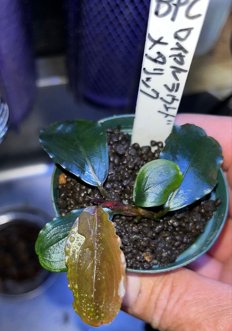 ブセファランドラ sp.ロイヤルラウンドメタリック 水上葉1株