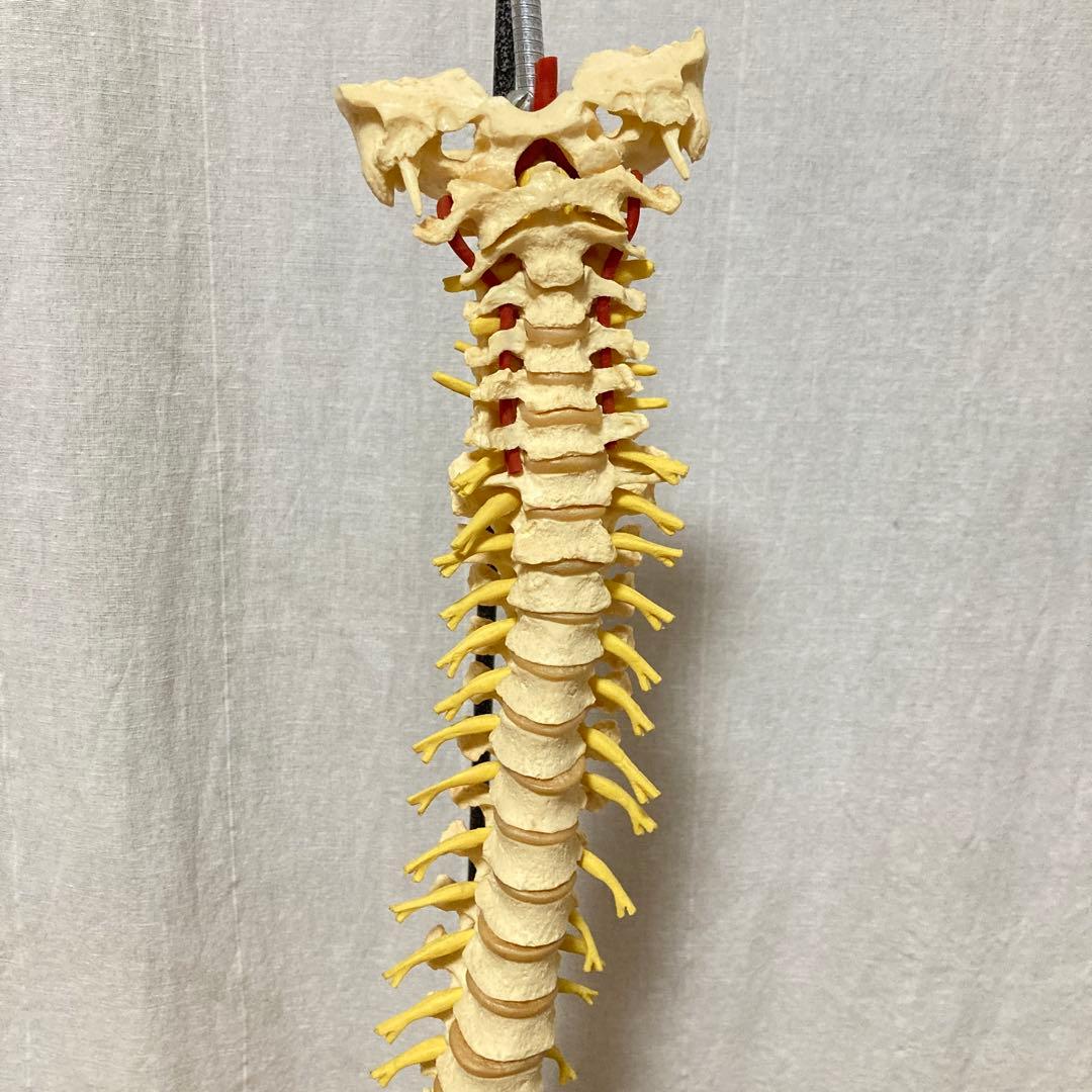 TomoP様　脊柱骨格模型　人体　接骨院カイロプラクティック　スタンド付き