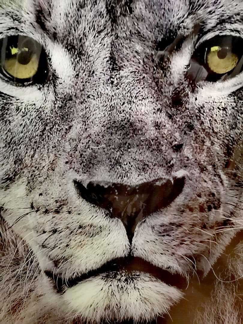 ★ライオン　絵画★