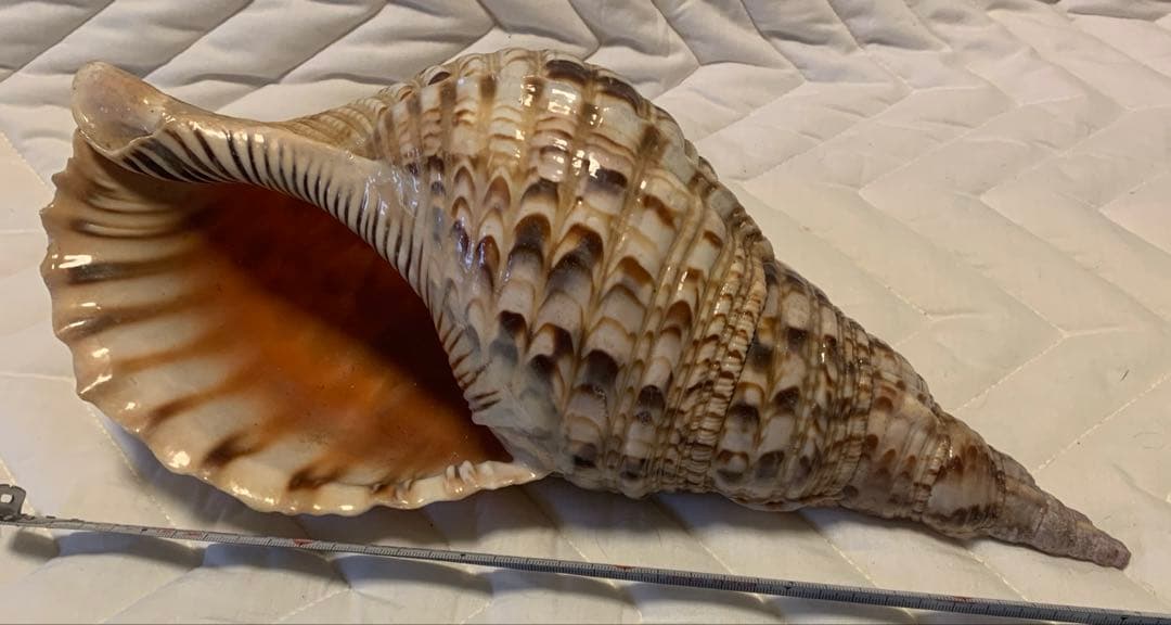 未加工ほらがい